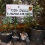 Kenevir yetiştiren şüpheliye eş zamanlı baskın 5 Kenevir yetiştiren şüpheliye eş zamanlı baskın