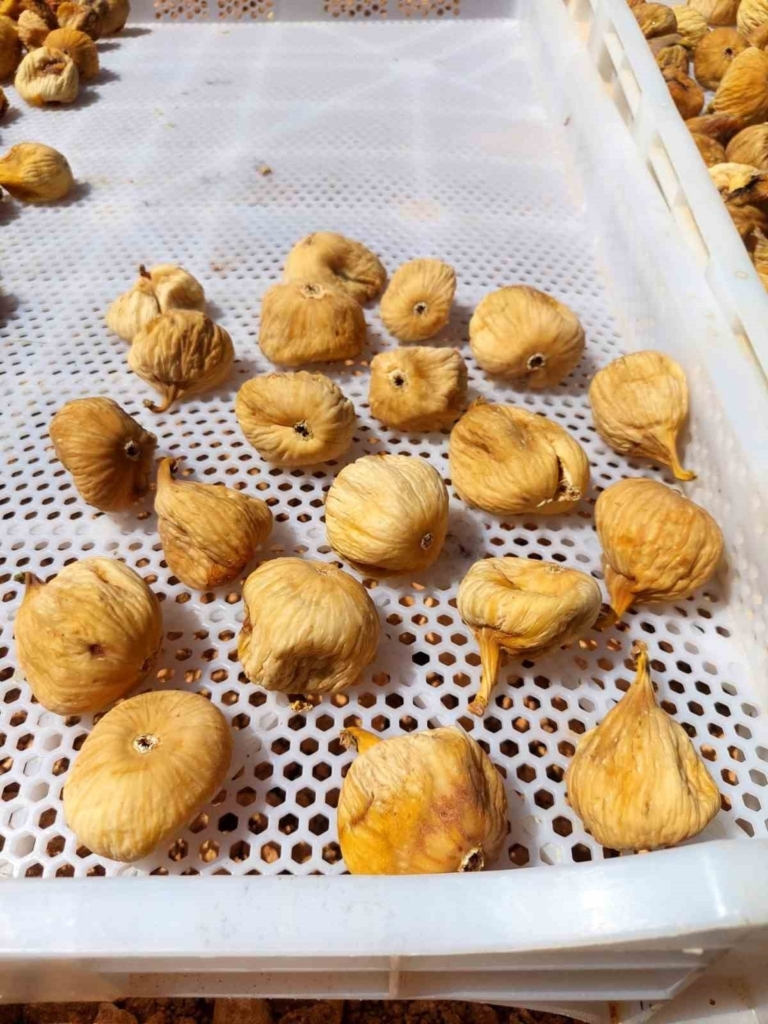 kuru incir uretiminde aflatoksinle mucadele icin ureticilere 19 bin kerevet dagitildi b7facfacc8fc