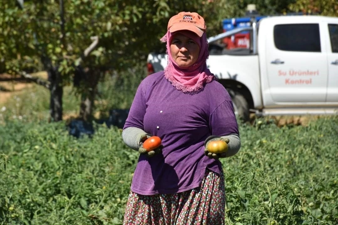 Aydın Kuyucak’ta 220 bin domates fidesinde hasat yapıldı 5 Aydın Kuyucak’ta 220 bin domates fidesinde hasat yapıldı