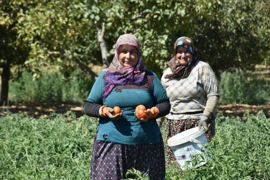 Aydın Kuyucak’ta 220 bin domates fidesinde hasat yapıldı 1 kuyucakta toprakla bulusturulan 220 bin domates fidesinde hasat yapildi b8cf1fbaf636