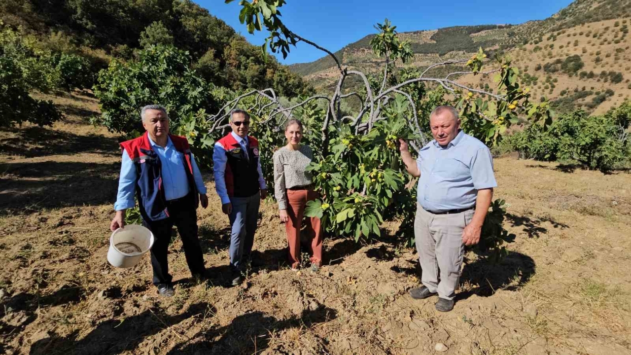 Nazilli Kaymakamı Kan’dan incir hasadına katıldı