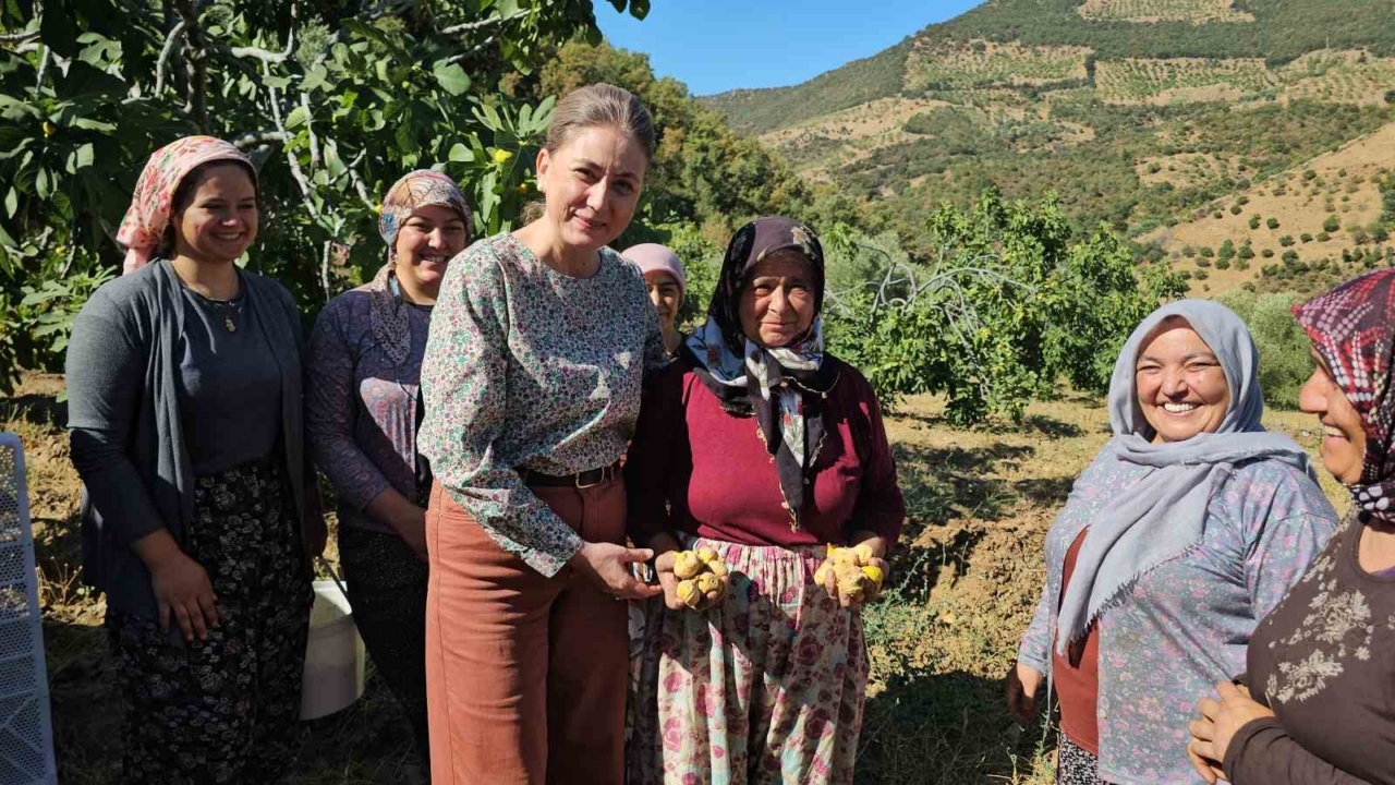 Nazilli Kaymakamı Kan’dan incir hasadına katıldı