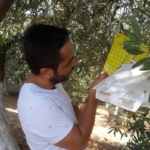 Söke İlçe Tarım’dan zeytin sineği uyarısı 1 Söke İlçe Tarım’dan zeytin sineği uyarısı