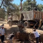 Üniversite kampüsündeki 6 tarihi zeytin ağacı yeni yerlerine taşındı