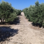 Aydın'da zeytin bahçelerinde zararlı kontrolleri yapıldı 1 Zeytin bahçelerinde zararlı kontrolleri yapıldı