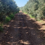 Aydın'da zeytin bahçelerinde zararlı kontrolleri yapıldı 3 Zeytin bahçelerinde zararlı kontrolleri yapıldı
