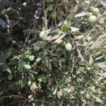 Aydın'da zeytin bahçelerinde zararlı kontrolleri yapıldı 6 Zeytin bahçelerinde zararlı kontrolleri yapıldı