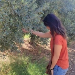 Aydın'da zeytin bahçelerinde zararlı kontrolleri yapıldı 2 Zeytin bahçelerinde zararlı kontrolleri yapıldı
