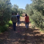 Aydın'da zeytin bahçelerinde zararlı kontrolleri yapıldı 5 Zeytin bahçelerinde zararlı kontrolleri yapıldı
