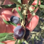 Aydın'da zeytin bahçelerinde zararlı kontrolleri yapıldı 4 Zeytin bahçelerinde zararlı kontrolleri yapıldı