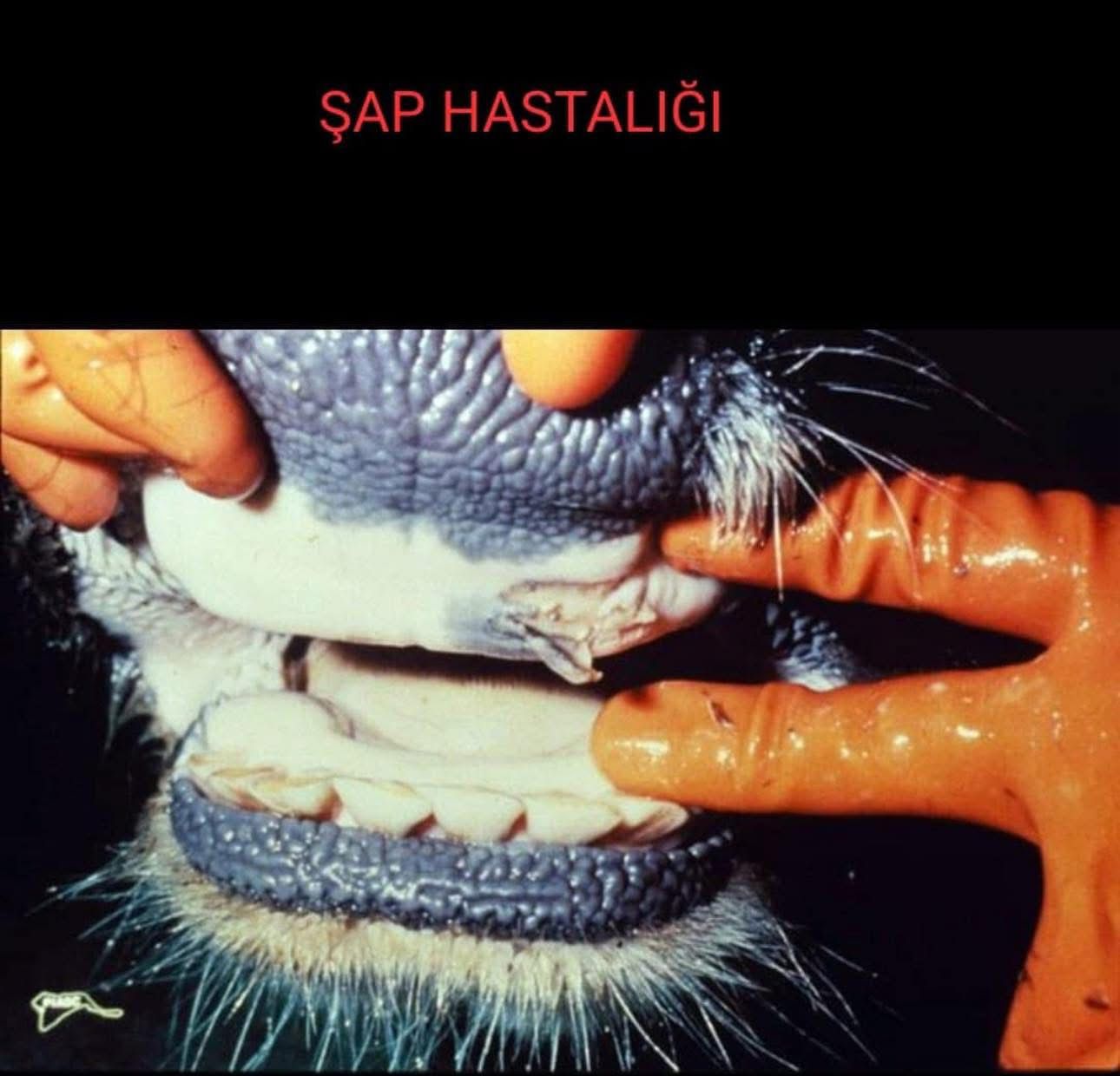 Kuyucak ve Nazilli’de şap karantinası