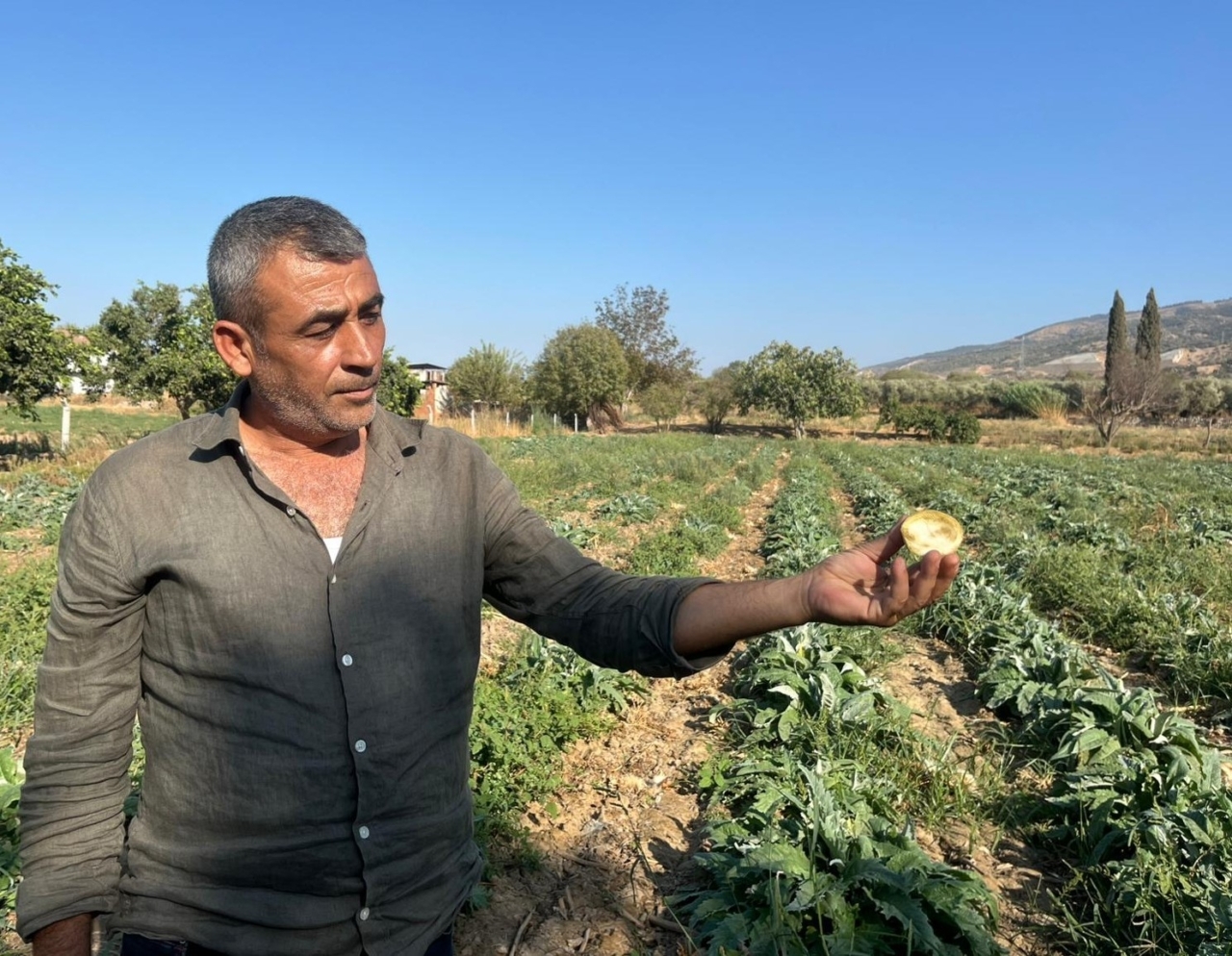 Aydın’ın tescilli ürününü enginarın kaymağını başkaları yiyor
