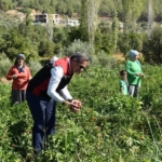 Bozdoğan’da turşuluk biber hasadı gerçekleştirildi 8 Bozdoğan’da turşuluk biber hasadı gerçekleştirildi