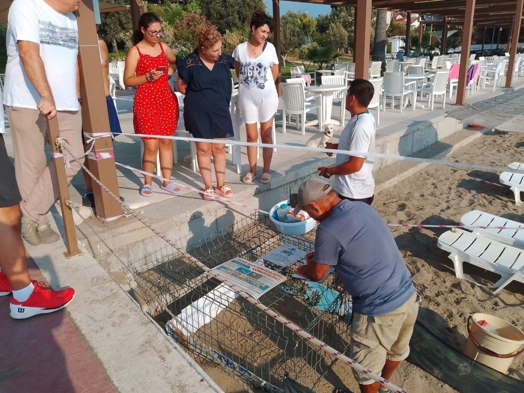 Caretta Carettalar Kuşadası'nda denizle buluştu 5 caretta carettalar denizle bulustu 6d27eec34a9d