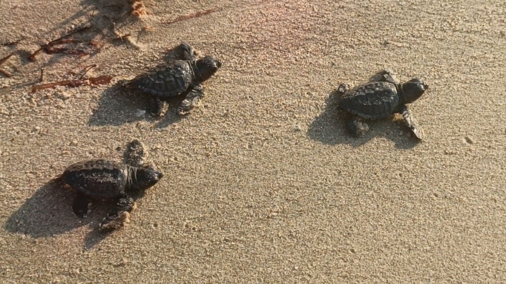 Caretta Carettalar Kuşadası'nda denizle buluştu 6 caretta carettalar denizle bulustu aa5469edf90c