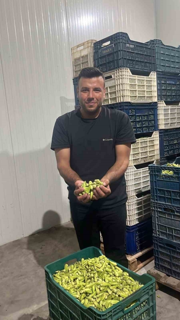 Kardeşköy’de bamya sezonu hız kesmiyor 6 kardeskoyde bamya sezonu hiz kesmiyor afb5c877863f