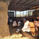 Köşk’te şap aşılaması başladı 1 Köşk’te şap aşılaması başladı