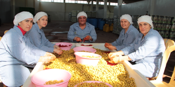 Türkiye’den Sofralık Zeytin İhracatında Tarihi Rekor
