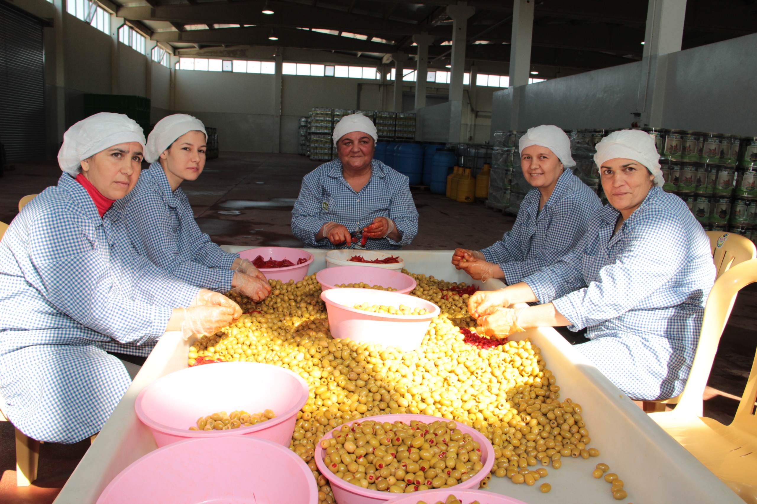 Türkiye’den Sofralık Zeytin İhracatında Tarihi Rekor