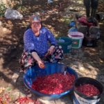 aydinda narlar geleneksel yontemle eksiye donusuyor b314e5d455a1