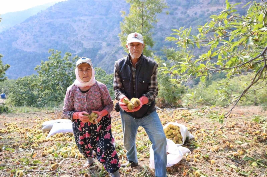 aydinin daglarinda hareketlilik basladi kestane ureticilerini hasat telasi sardi 2461204bef42