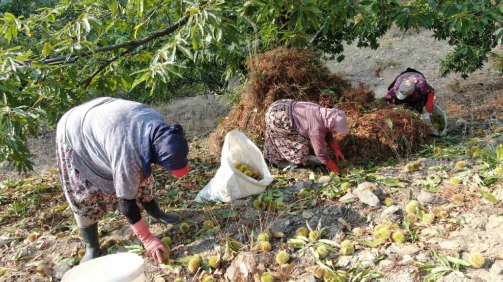 aydinin daglarinda hareketlilik basladi kestane ureticilerini hasat telasi sardi 8d0071f3d056