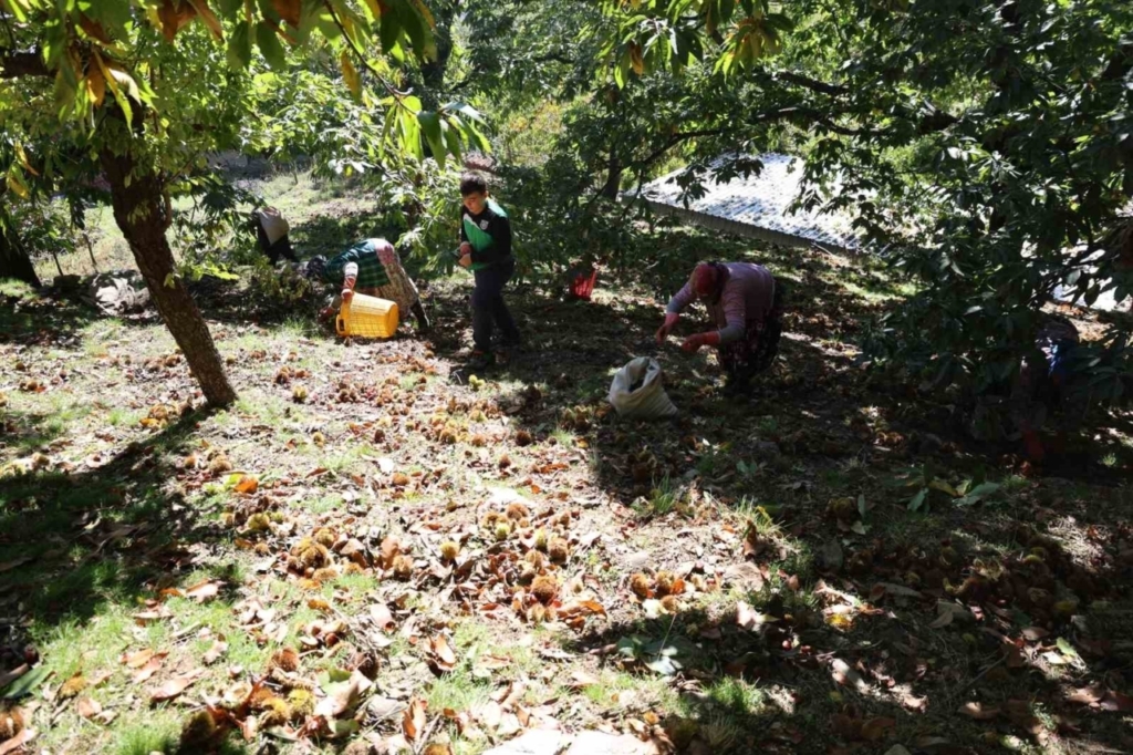 aydinin daglarinda kestane sezonu sona erdi 118826ecf87e