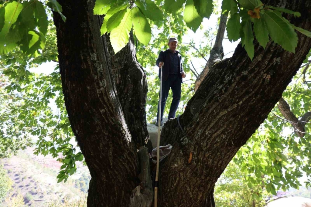 aydinin daglarinda kestane sezonu sona erdi c9f49fd6bb06