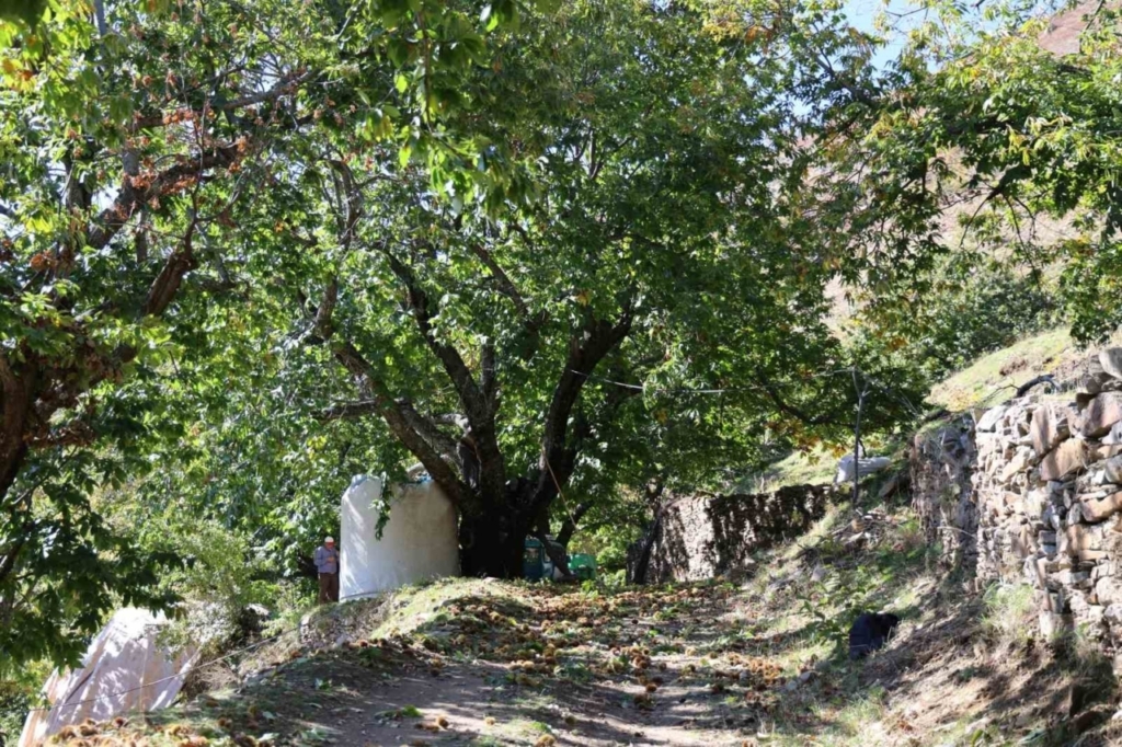aydinin daglarinda kestane sezonu sona erdi e901359ad6ce