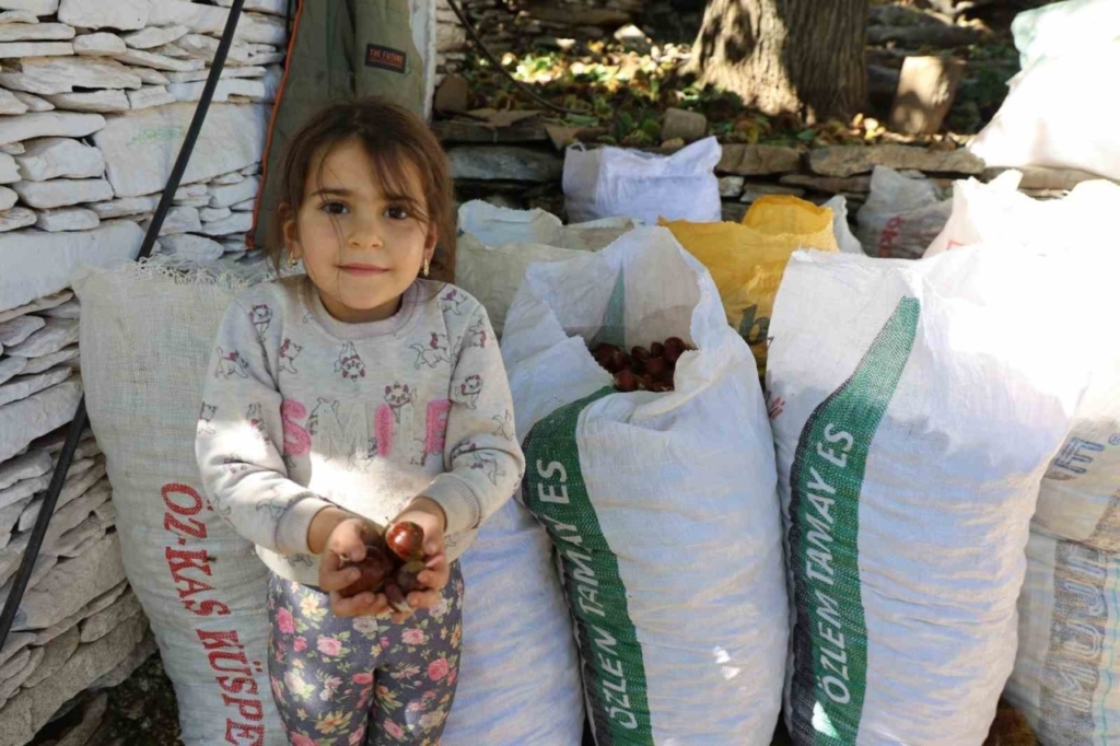 aydinin daglarinda kestane sezonu sona erdi edcbf7ca8597