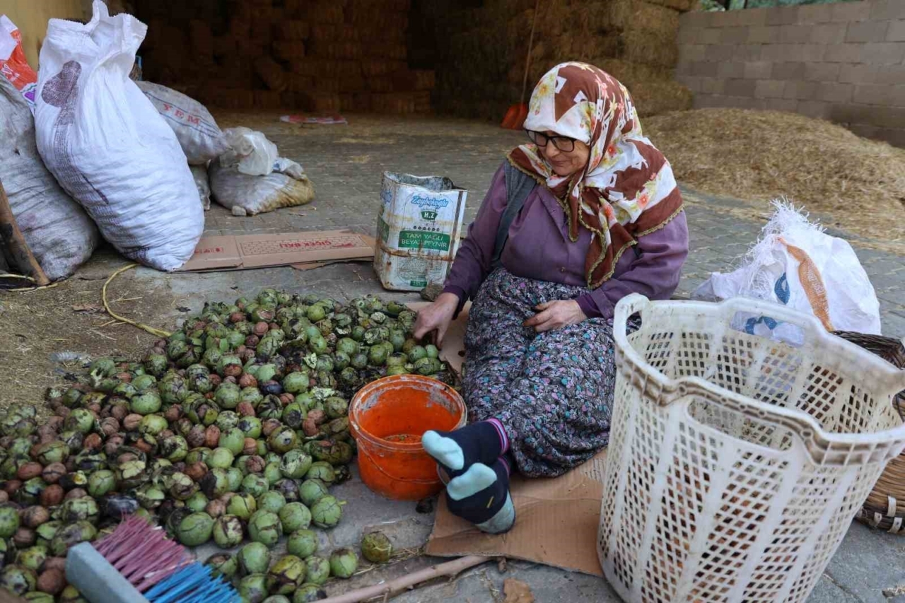 Köşk’te Ceviz Mesaisi: Verim Düşük Ama Kalite Yüz Güldürüyor!