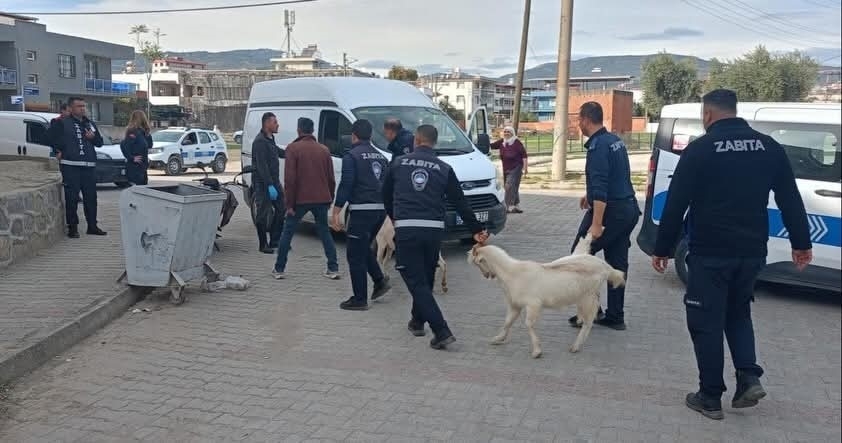 Germencik’te başıboş keçiler toplandı 6 germencikte basibos keciler toplandi 2abfcf553cc6