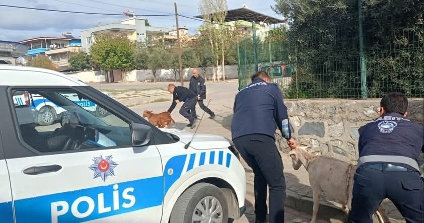 Germencik’te başıboş keçiler toplandı 5 germencikte basibos keciler toplandi 37efca6ce299