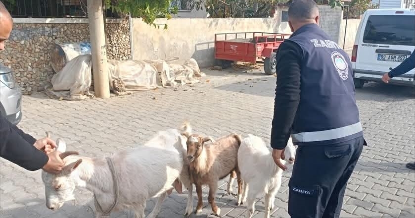 Germencik’te başıboş keçiler toplandı 4 germencikte basibos keciler toplandi 59989475efa7