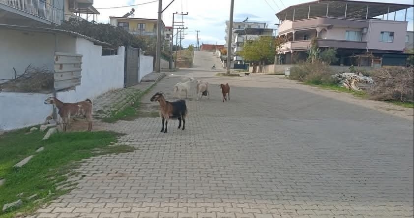 Germencik’te başıboş keçiler toplandı 2 germencikte basibos keciler toplandi 5df82417d938