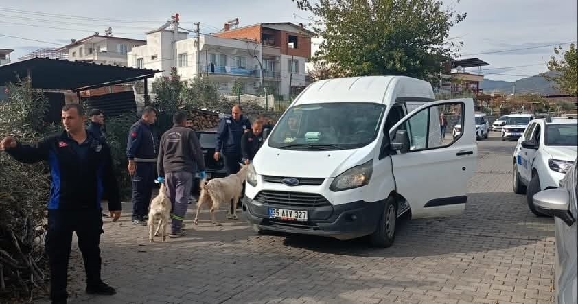 Germencik’te başıboş keçiler toplandı 3 germencikte basibos keciler toplandi cedcd40eed04