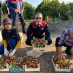 Coğrafi işaretli ’Sultanhisar Çileği’nde hasat sevinci