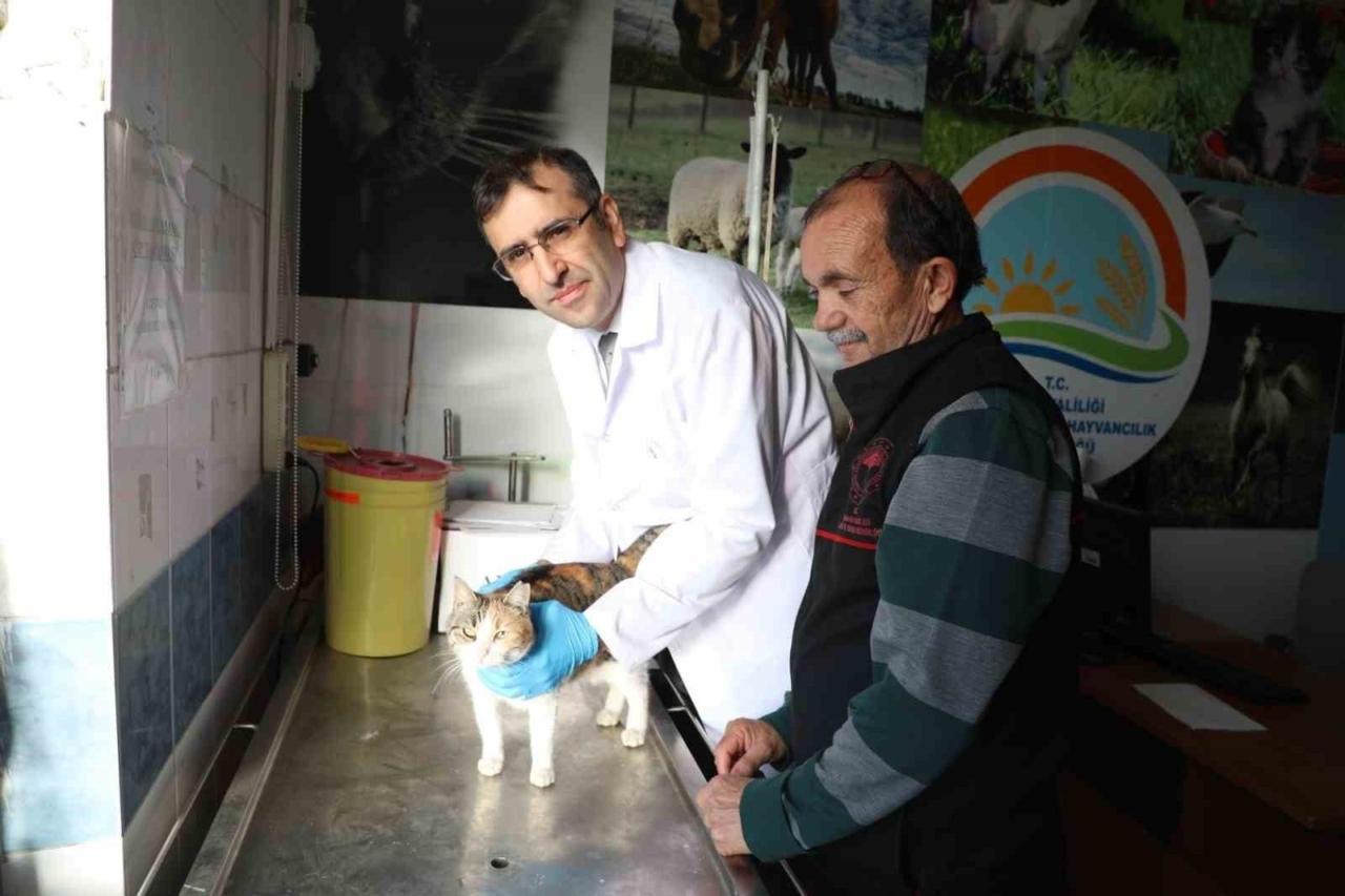 kedi ve kopeklere mikrocip uyarisi 31 aralik son gun daea4e7bebc3