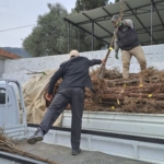 Köşk’te köklü kestane fidanları üreticilere dağıtıldı