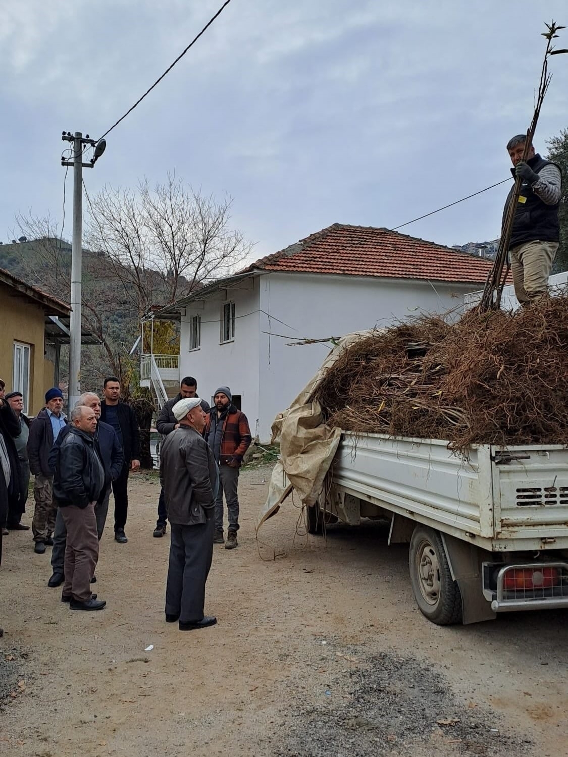 Köşk’te Kestane Üretimine Dev Destek: Fidanlar Toprakla Buluşuyor!