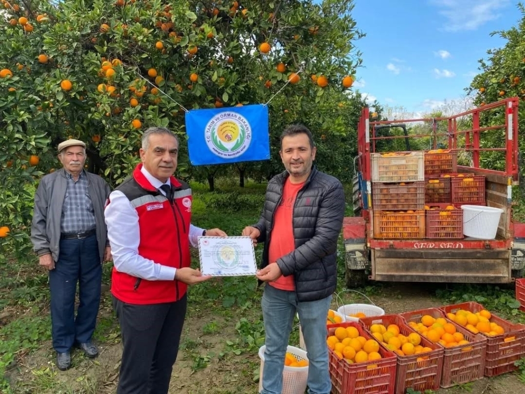 Kuyucak’ta portakal hasadı yapıldı, üreticilere belgeleri teslim edildi 2 kuyucakta portakal hasadi yapildi ureticilere belgeleri teslim edildi 0a7d3d4e66f1