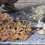 Lezzeti cezbediyor, toplaması dikkat istiyor