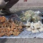 Lezzeti cezbediyor, toplaması dikkat istiyor