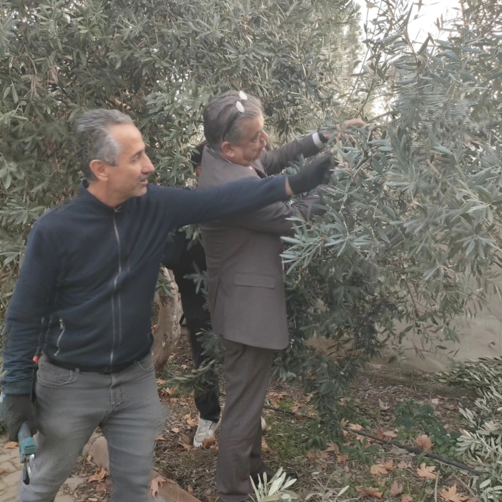 sultanhisarda zeytin budama kursu basladi 136f31524425