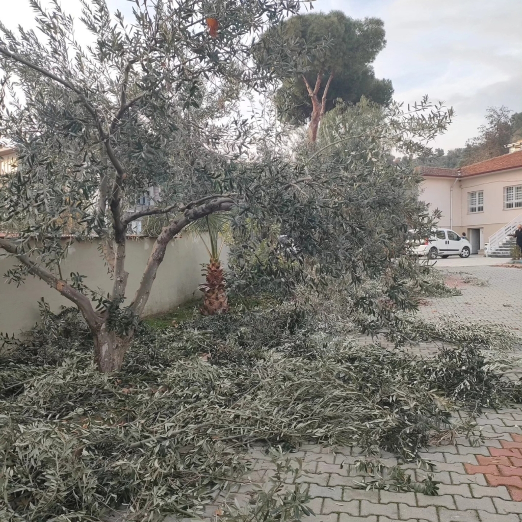 sultanhisarda zeytin budama kursu basladi 5ca2100fa774