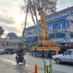 Yaşı 200’e yaklaşan çınar ağacı budandı