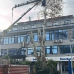 Yaşı 200’e yaklaşan çınar ağacı budandı