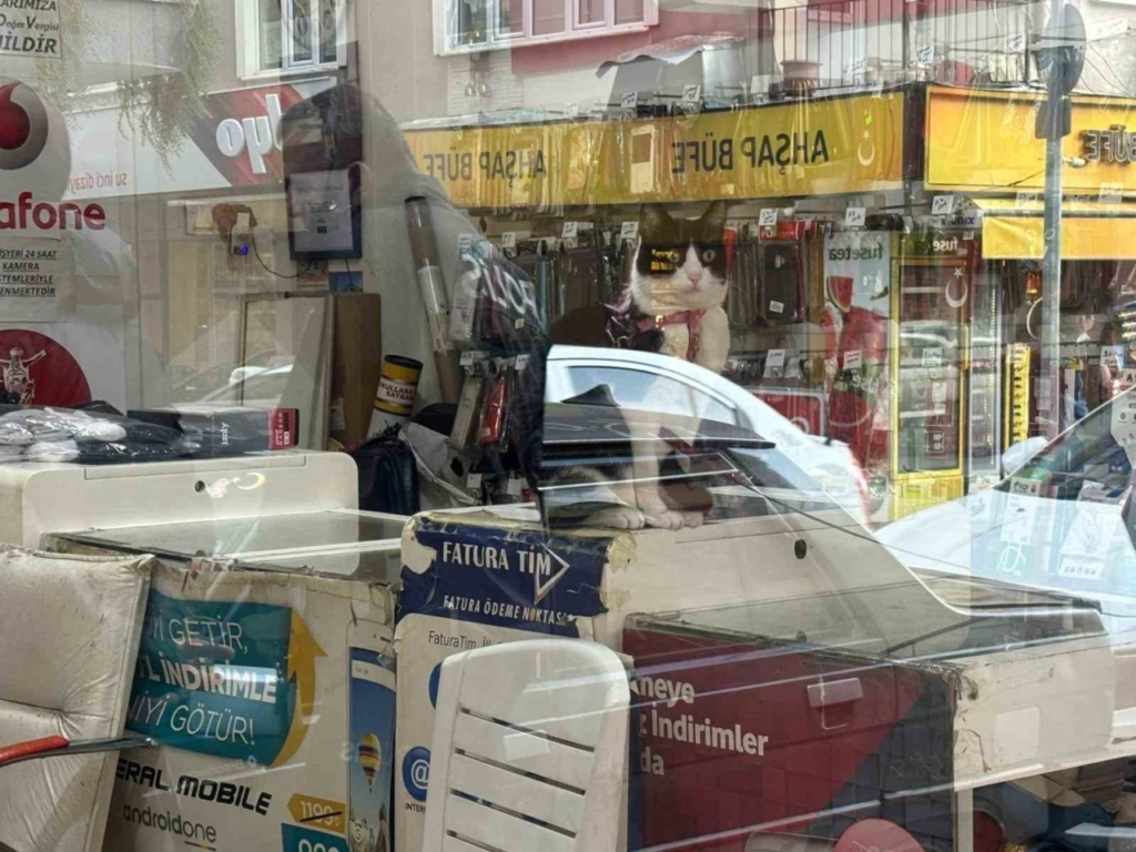 hayatindan endise edildi cezaevinde oldugu ortaya cikti ddfdeb1694ed