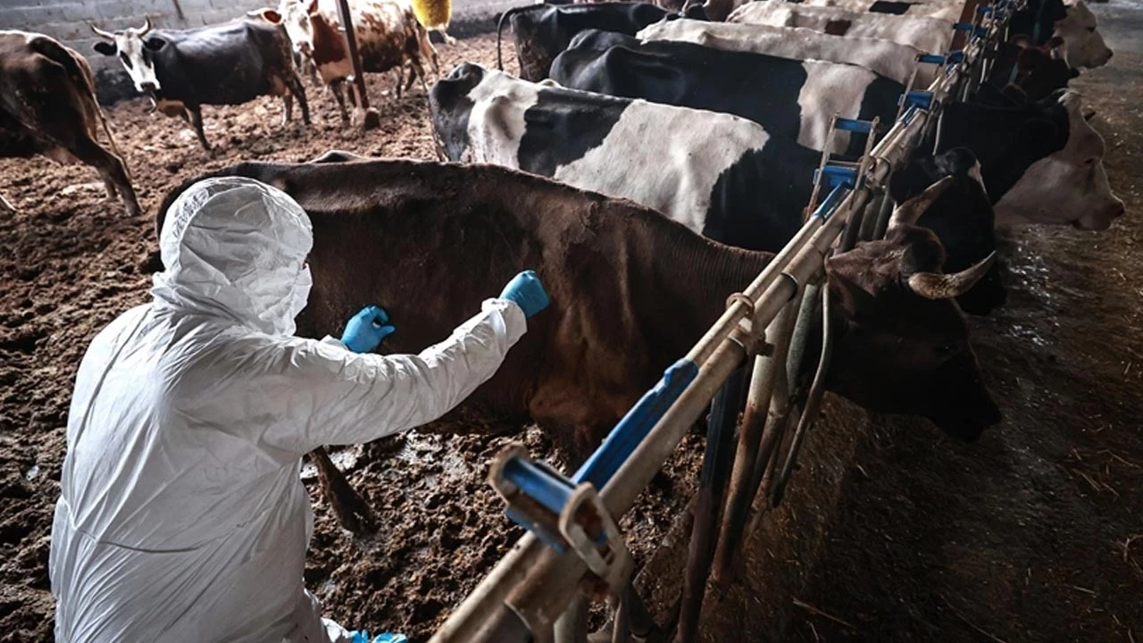 Aydın’da şap hastalığı alarmı: Söke ve Koçarlı’da yeni karantina kararları