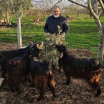 İncir ve Zeytin Bilimsel Araştırmalar Akademisi’nden yeni proje